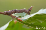 Herculesje (Selenia dentaria)