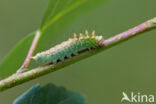 Berkeneenstaart (Drepana falcataria)