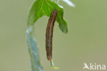 Setaceous Hebrew Character (Xestia c-nigrum)