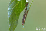 Zwarte c-uil (Xestia c-nigrum)