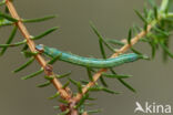 Gerimpelde spanner (Macaria liturata)