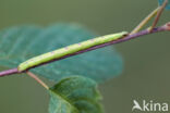 Bruine grijsbandspanner (Cabera exanthemata)