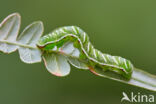 Varenuil (Callopistria juventina)