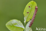 Little Thorn (Cepphis advenaria)