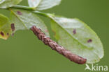 Little Thorn (Cepphis advenaria)