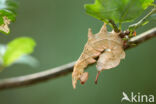 Lobster Moth (Stauropus fagi)