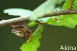 Lobster Moth (Stauropus fagi)