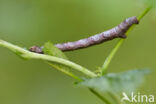 Gewone Spikkelspanner (Ectropis crepuscularia)