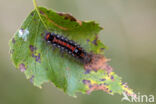 Yellow-tail (Euproctis similis)