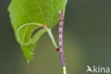 Witte grijsbandpanner (Cabera pusaria)