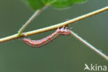 Hoekbanddennenspanner (Thera firmata)