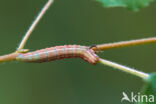 Hoekbanddennenspanner (Thera firmata)