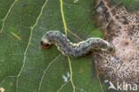 berken-orvlinder (Tetheella fluctuosa)