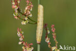 Orache Moth (Trachea atriplicis)