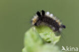 Grauwe borstel (Dicallomera fascelina)