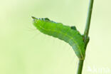 The Coronet (Craniophora ligustri)