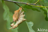 Lobster Moth (Stauropus fagi)