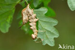 Lobster Moth (Stauropus fagi)