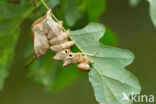 Lobster Moth (Stauropus fagi)