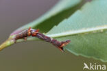 Herculesje (Selenia dentaria)