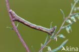 Ascotis selenaria