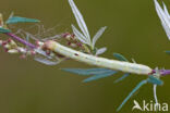 Ascotis selenaria