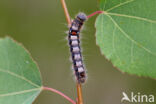 Scarce Chocolate-tip (Clostera anachoreta)