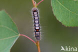 Scarce Chocolate-tip (Clostera anachoreta)