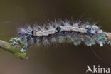 Four-spotted Footman (Lithosia quadra)