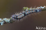 Viervlakvlinder (Lithosia quadra)