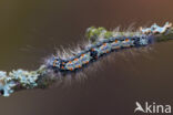 Four-spotted Footman (Lithosia quadra)