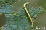 Witvlekspikkelspanner (Parectropis similaria)