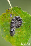 Schilddrager (Acronicta megacephala)