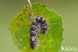 Poplar Grey (Acronicta megacephala)