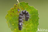 Schilddrager (Acronicta megacephala)