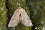 Pale Prominent (Pterostoma palpina)