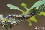 Four-spotted Footman (Lithosia quadra)