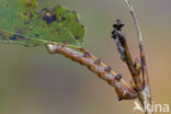 Swallow Prominent (Pheosia tremula)