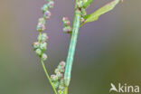 Ascotis selenaria