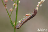 Zwarte c-uil (Xestia c-nigrum)