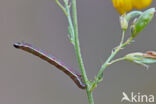 Klaverspanner (Chiasmia clathrata)