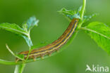 Groente-uil (Lacanobia oleracea)