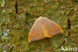 Oak Hook-tip (Watsonalla binaria)