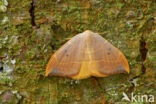 Oak Hook-tip (Watsonalla binaria)