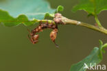 Lobster Moth (Stauropus fagi)