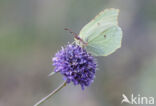 Brimstone (Gonepteryx rhamni)