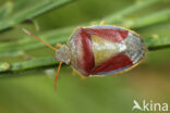 Gaspeldoornschildwants (Piezodorus lituratus)