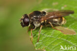 Laat hoefbladgitje (Cheilosia canicularis)