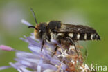 Coelioxys mandibularis