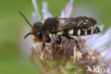 Duinkegelbij (Coelioxys mandibularis)